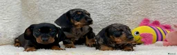 Dachshund dogs for sale: Gorgeous miniature dachshund puppies  - Advert 7