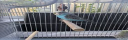 Budgerigars birds for sale: Bright blue budgerigar  in Accrington - Advert 3