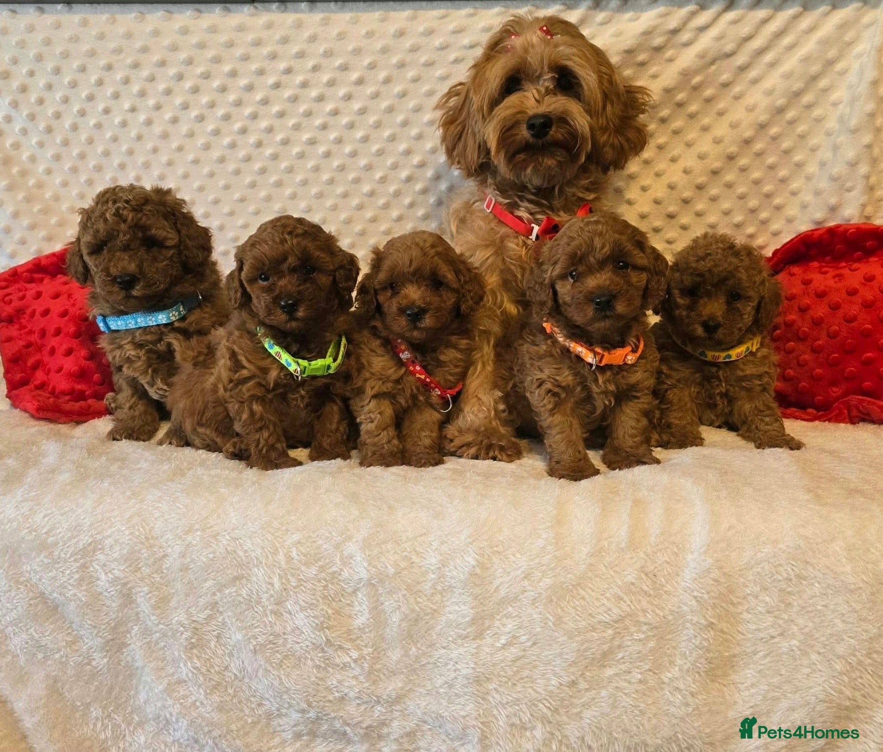 Maltipoo dogs Maltipoo F1B puppies - Advert 5