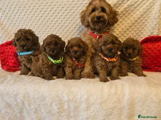 Maltipoo dogs Maltipoo F1B puppies - Advert 5