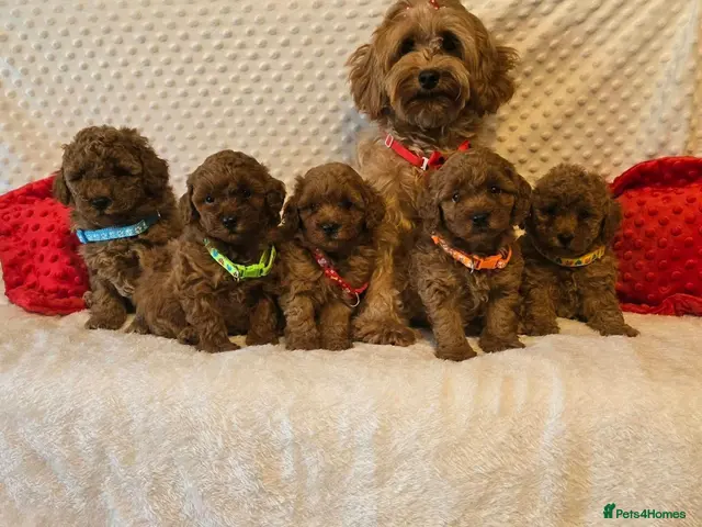Maltipoo dogs Maltipoo F1B puppies - Advert 22