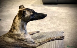 Whippet dogs for sale: Beautiful whippet dog puppies - Image 9