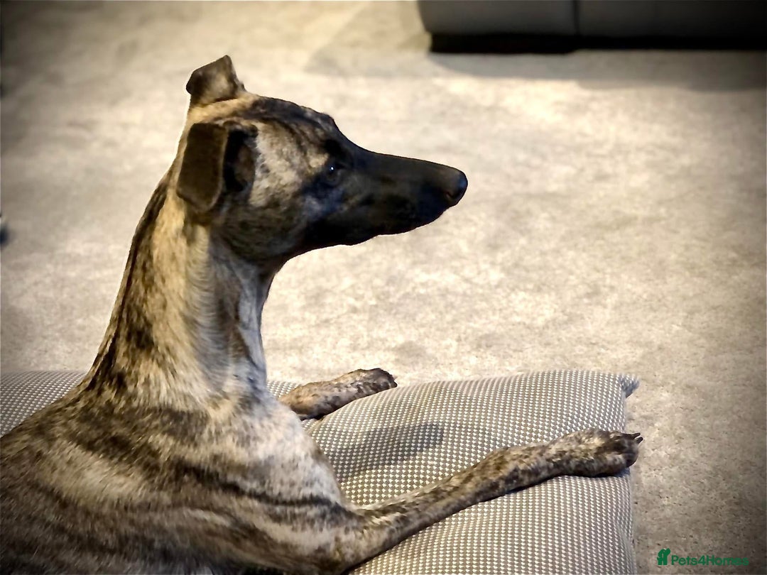 Whippet dogs for sale: Beautiful whippet dog puppies - Image 9