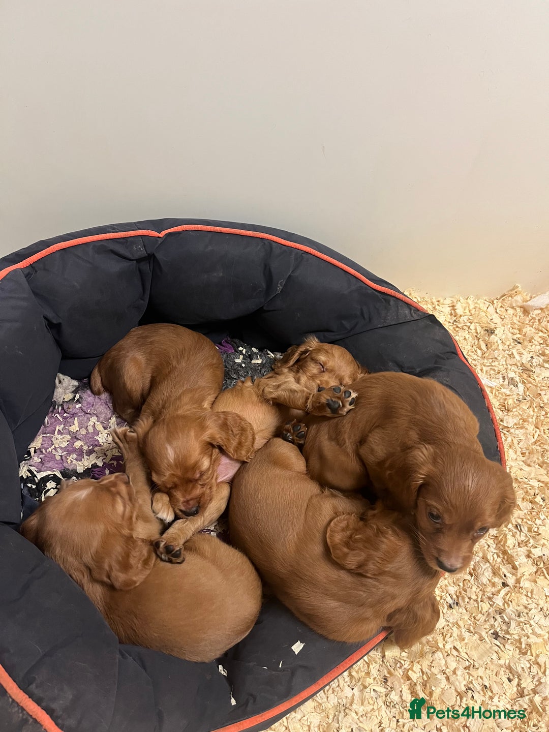 Cocker Spaniel dogs for sale: Beautiful Dark Red KC Registered Cocker Pups - Advert 5