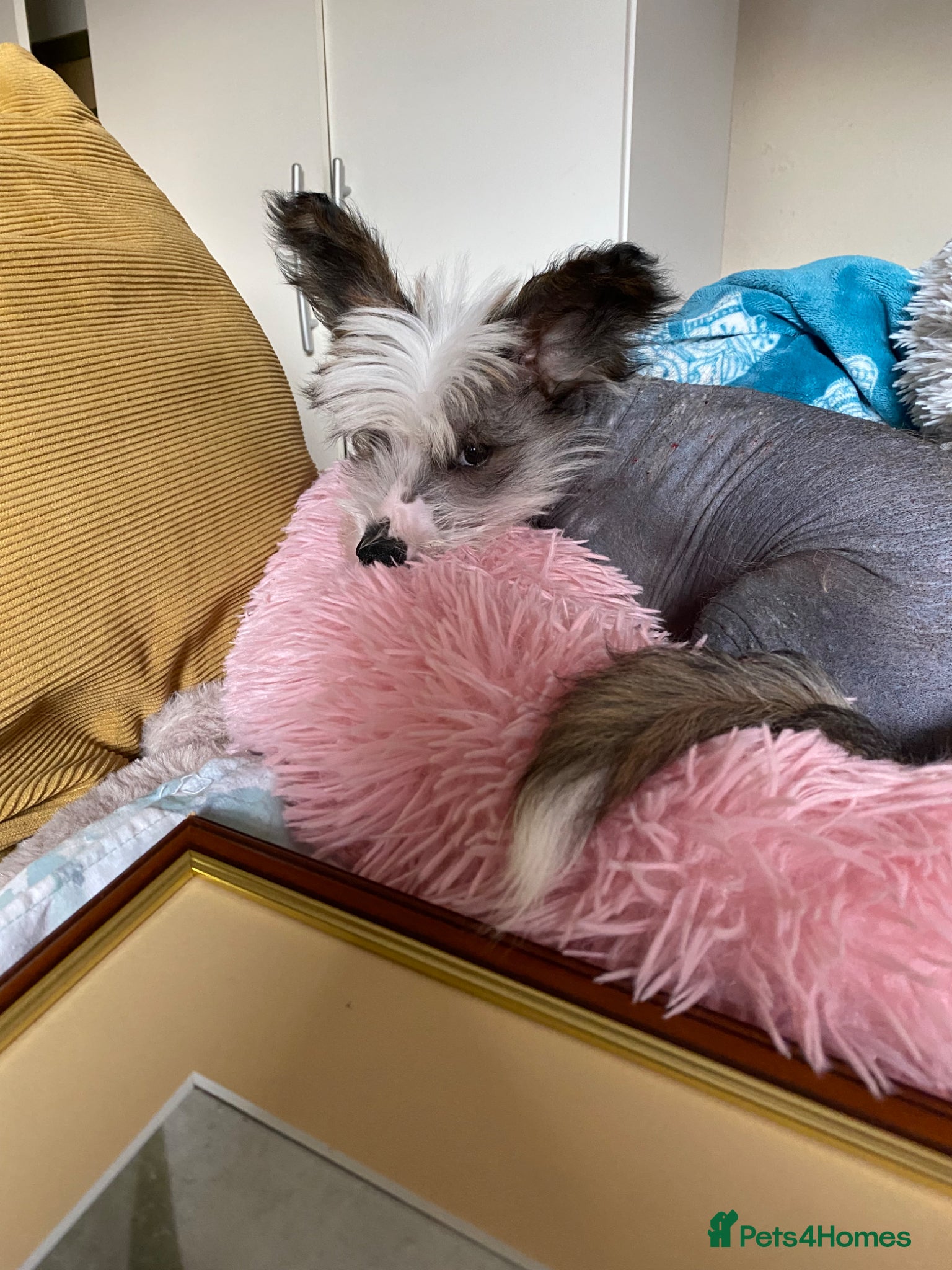 Chinese Crested dogs Gorgeous charcoal and white HAIRLESS GIRL    - Advert 1