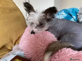 Chinese Crested dogs Gorgeous charcoal and white HAIRLESS GIRL - Advert 10