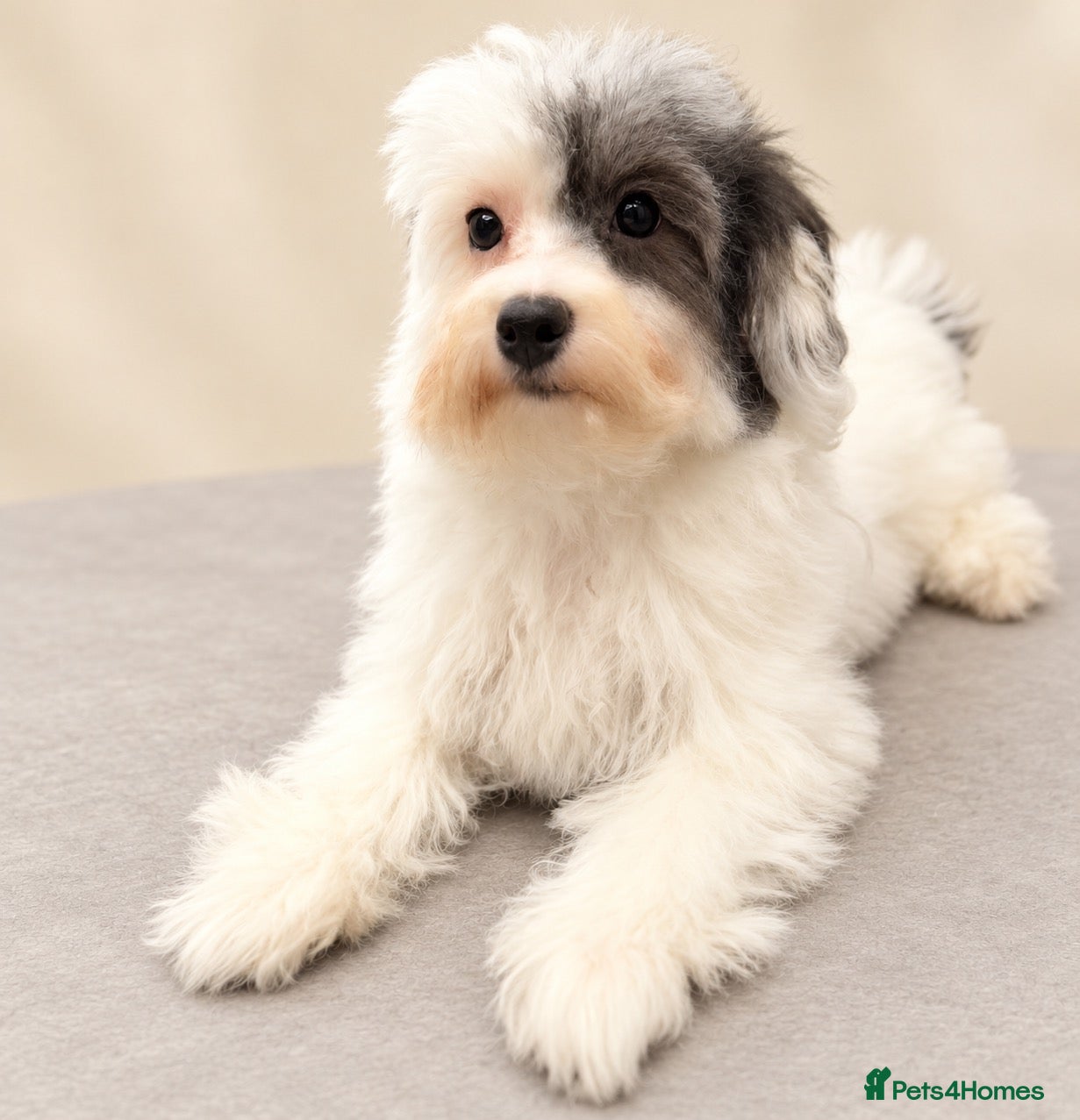 Maltipoo dogs for sale: Toy maltipoo puppies - Advert 15