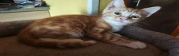British Shorthair cats for sale: Gorgeous Ginger and Calico kittens  in St Albans - Advert 3