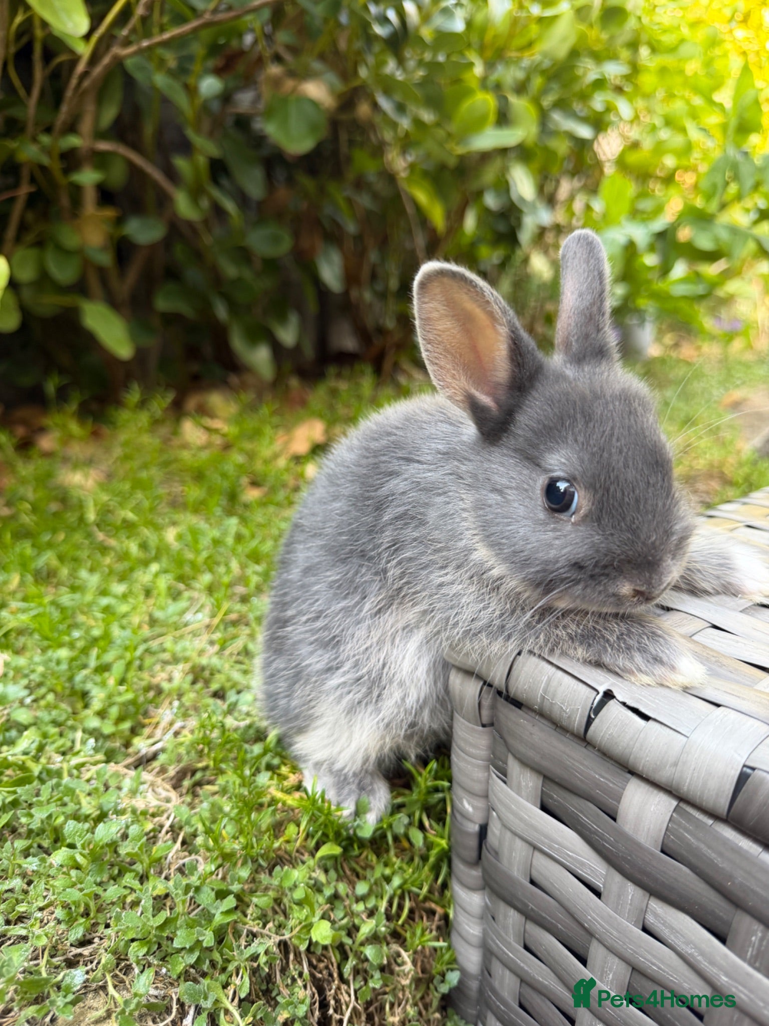 Netherland Dwarf rabbits   Ready for new home Purebred Netherland Dwarf  - Advert 1