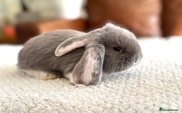 French Lop rabbits for sale: RESERVATIONS OPEN - Beautiful Baby French Lops - Image 15