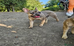 French Bulldog dogs for sale: Male & female frenchie for sale 8 months old - Image 4