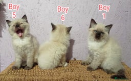 Ragdoll cats for sale: Ragdoll kittens, wonderful 3 Boys  - Image 11