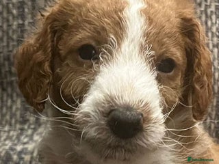 Labradoodle dogs Miniature Labradoodles - Advert 10