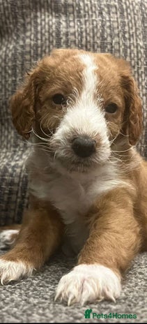 Labradoodle dogs Miniature Labradoodles - Advert 4