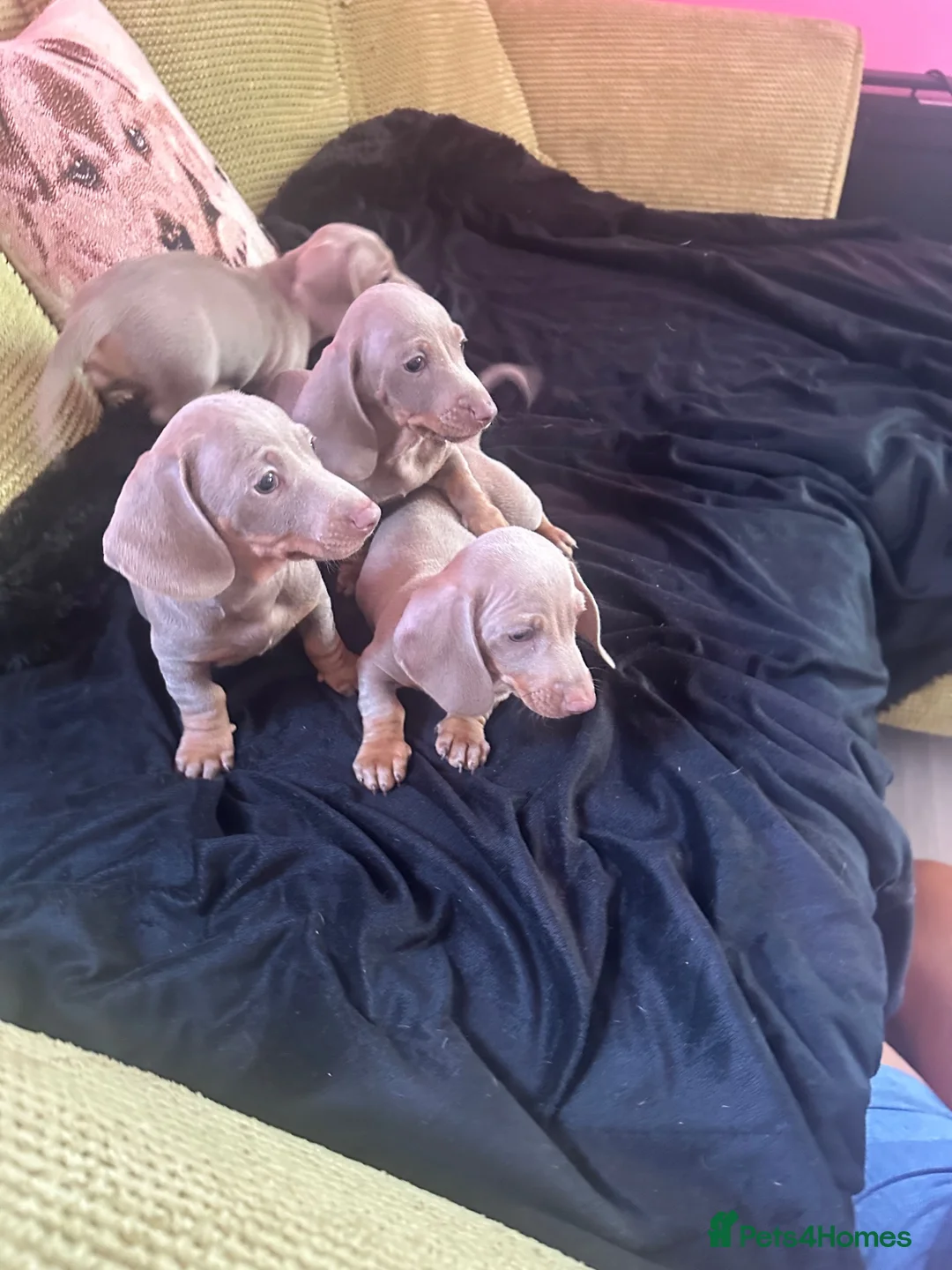 Miniature Dachshund dogs for sale: Miniature dachshunds, Puppies in Basildon - Advert 2