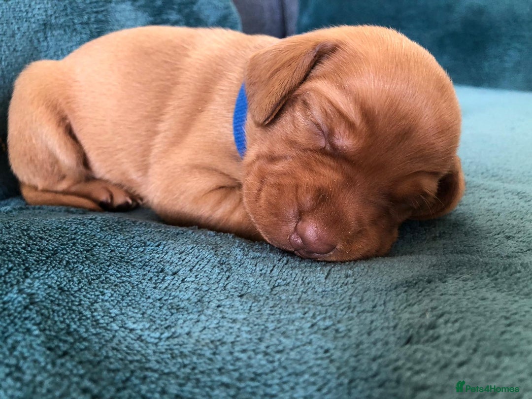 Hungarian Vizsla dogs for sale: Playfull and cheeky hungarian vizsla puppies  - Advert 24