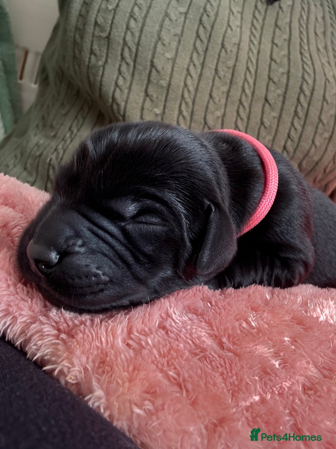 Labrador Retriever dogs for sale: Beautiful chunky litter of black pups  - Advert 13