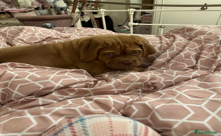 Dogue De Bordeaux dogs Beautiful girl Nala  - Advert 7