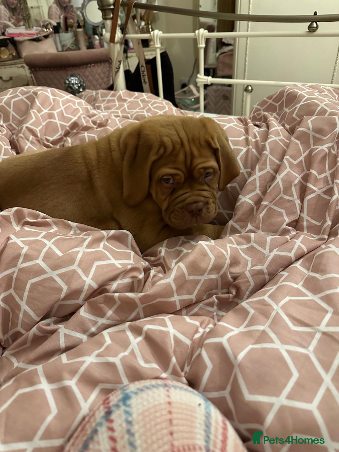 Dogue De Bordeaux dogs for sale: Beautiful girl Nala  - Advert 1