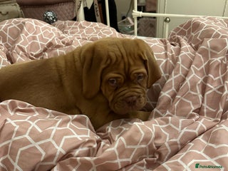 Dogue De Bordeaux dogs Beautiful girl Nala - Advert 3