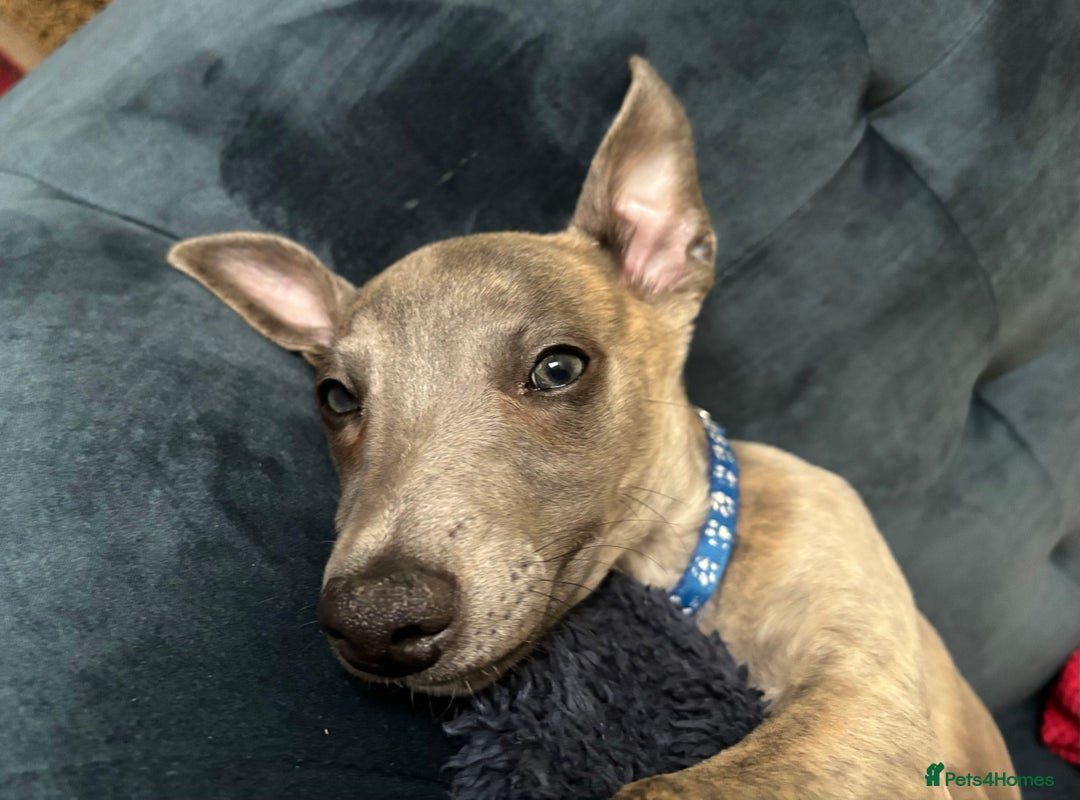 Whippet dogs for sale: Loving Brindle KC Reg Whippet boy - Image 3
