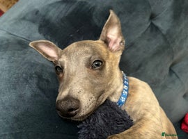 Whippet dogs - Advert 6