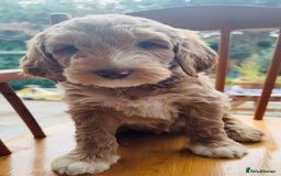 Double Doodle dogs for sale: Australian Goldendoodle puppies - Image 6
