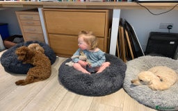 Miniature Poodle dogs for sale: Bred for temperament , health and quality. - Image 14