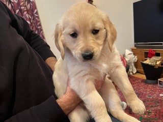 Golden Retriever dogs Golden Retriever puppies - Advert 14