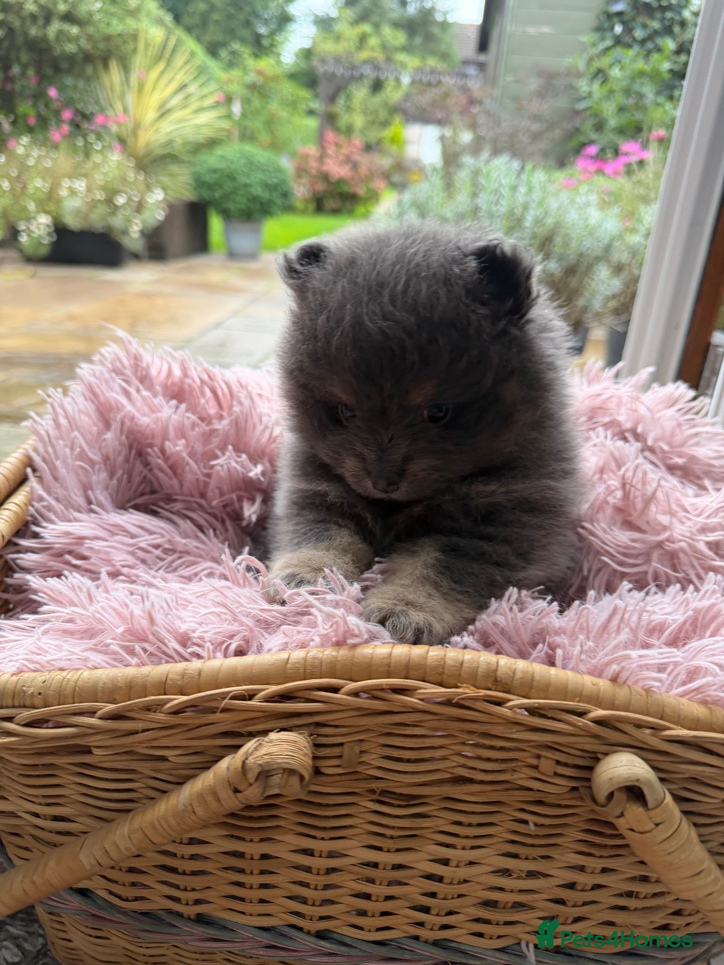 Pomeranian dogs Amazing beautiful tiny extra fluffy teddy poms 💕  - Advert 4