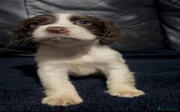 Cocker Spaniel dogs for sale: Adorable cocker spaniel puppies - Image 13