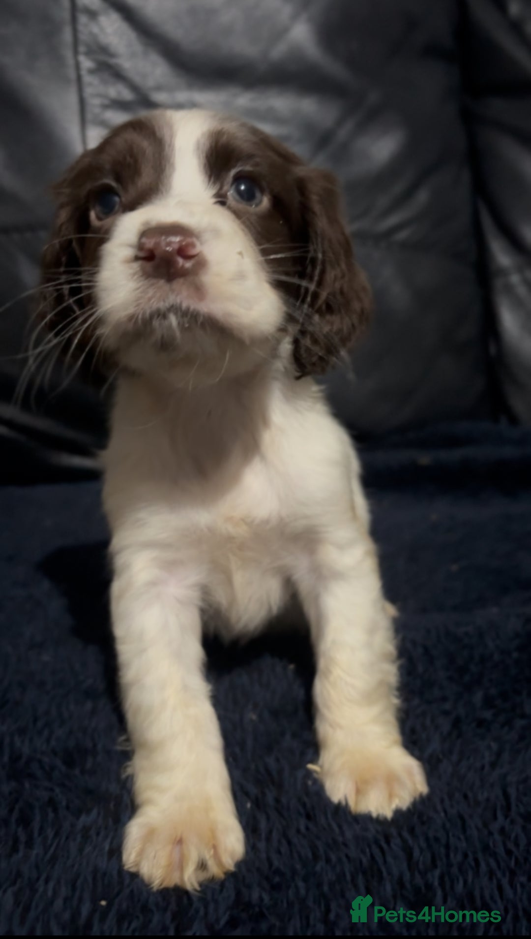 Cocker Spaniel dogs for sale: Adorable cocker spaniel puppies - Image 13