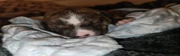 Mixed Breed dogs for sale: American bull staffy pups - Advert 16