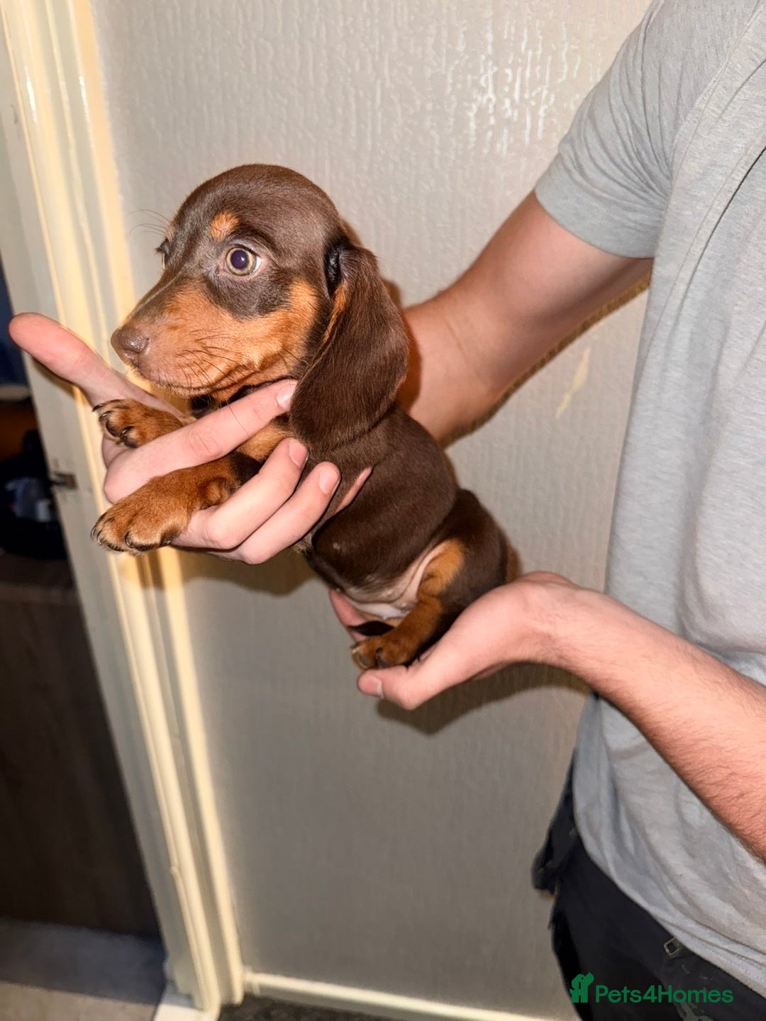 Miniature Dachshund dogs for sale: Miniature dachshunds for sale  - Advert 10