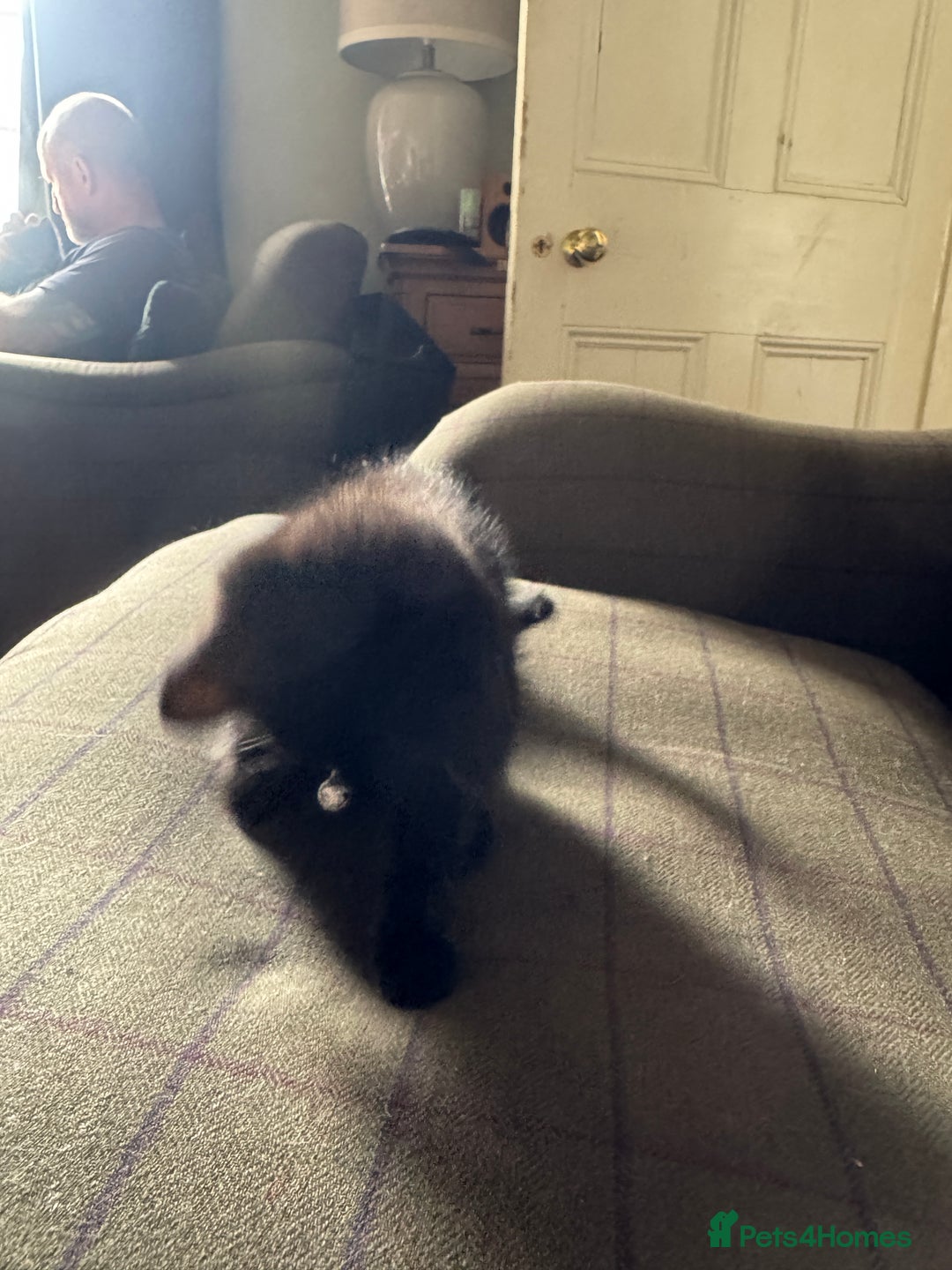 Mixed Breed cats for sale: 3 black British short haired x ragdoll kittens - Image 25