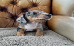 Miniature Dachshund dogs for sale: ADORABLE MINIATURE DACHSHUND PUPPIES - Image 5