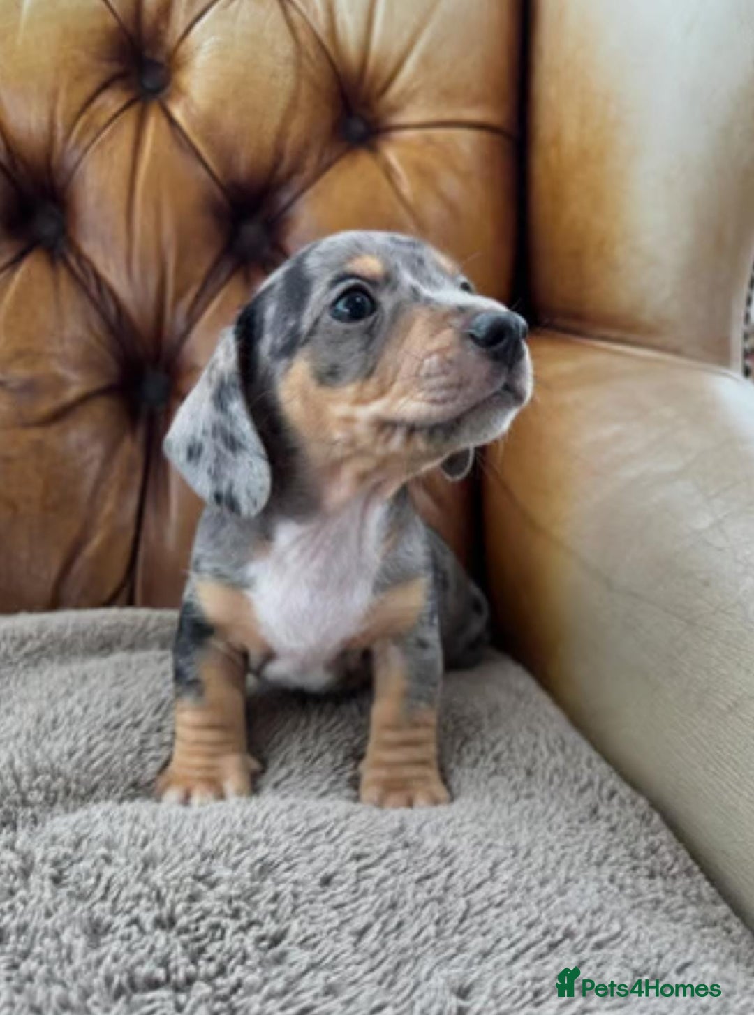 Miniature Dachshund dogs for sale: ADORABLE MINIATURE DACHSHUND PUPPIES - Image 5