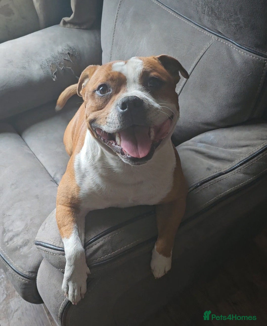 Staffordshire Bull Terrier dogs for sale: 🥨Amazing opportunity awaits.🥨 - Advert 6