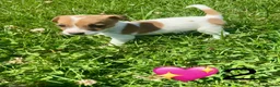 Jack Russell dogs for sale: Beautiful Jack Russell Pups Ready for Forever Home - Advert 8
