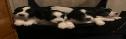 English Springer Spaniel dogs for sale: English Spinger Spaniel Puppies in Sheffield - Advert 7