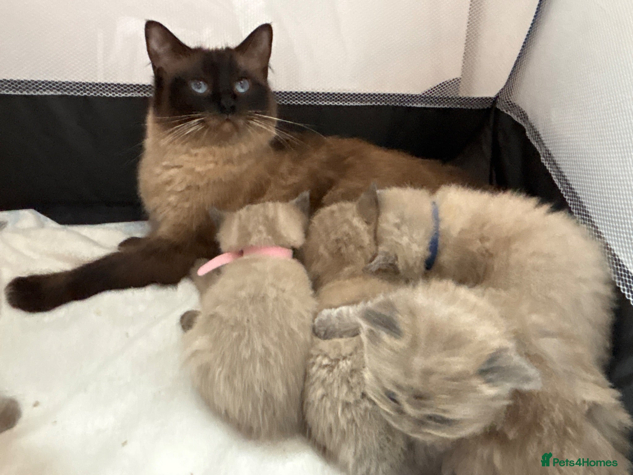 Ragdoll cats Ragdoll x tonkinese kittens  - Advert 2