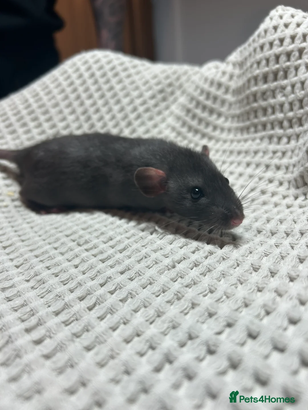 Rat rodents for sale: Baby dumbo rats for sale  - Advert 4