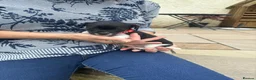 Jack Russell dogs for sale: Adorable Miniature Jack Russell puppies for sale - Advert 23