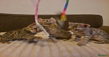 Bengal cats - Advert 14