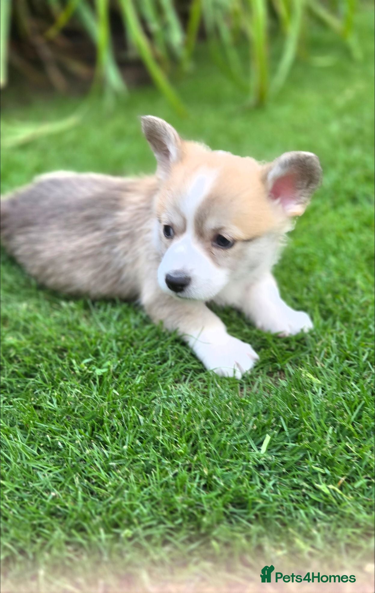 Welsh Corgi Pembroke dogs Welsh Pembroke Corgi puppy's for sale - Advert 5