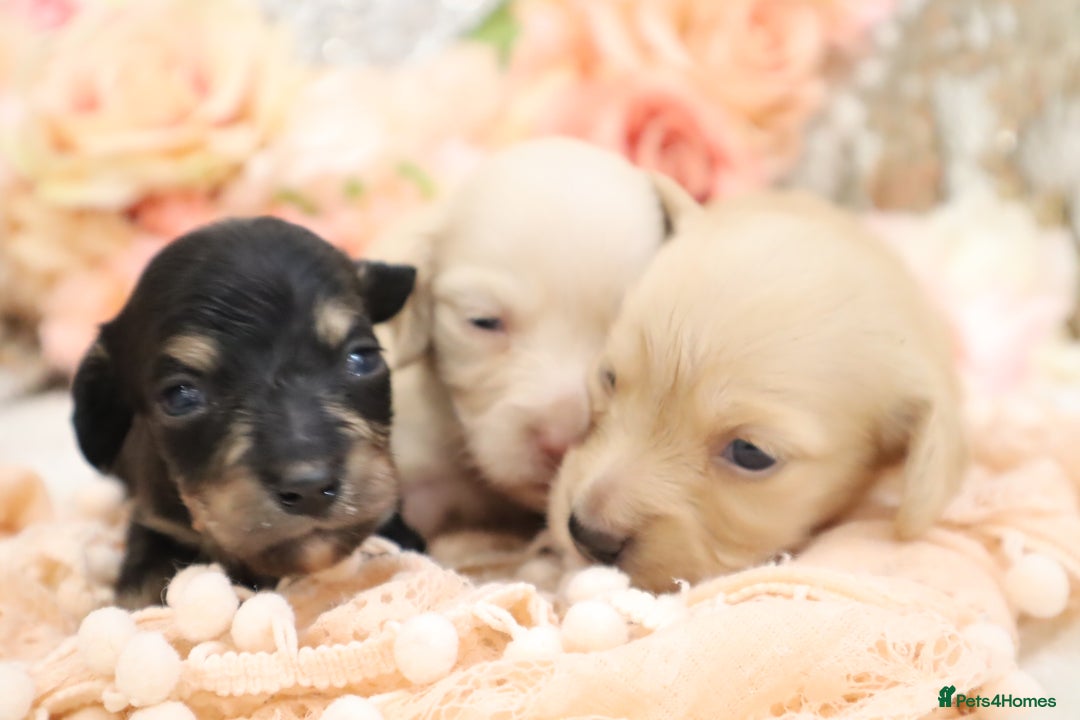 Miniature Dachshund dogs for sale: KC Longhair Miniature Dachshund Puppies - Image 9