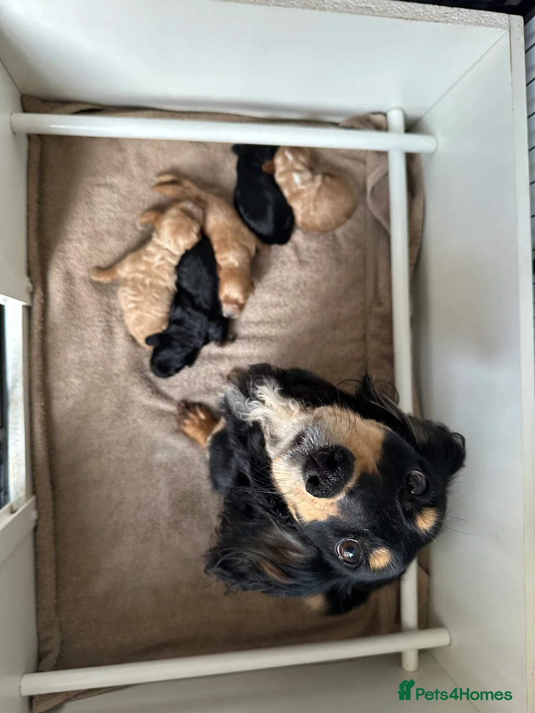 Cockapoo dogs for sale: 🌟 Stunning F1 Cockapoo Puppies 🌟  - Advert 2