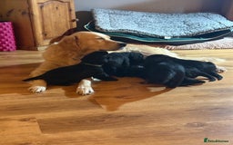Mixed Breed dogs for sale: One off litter of Spangold Retrievers  - Image 4