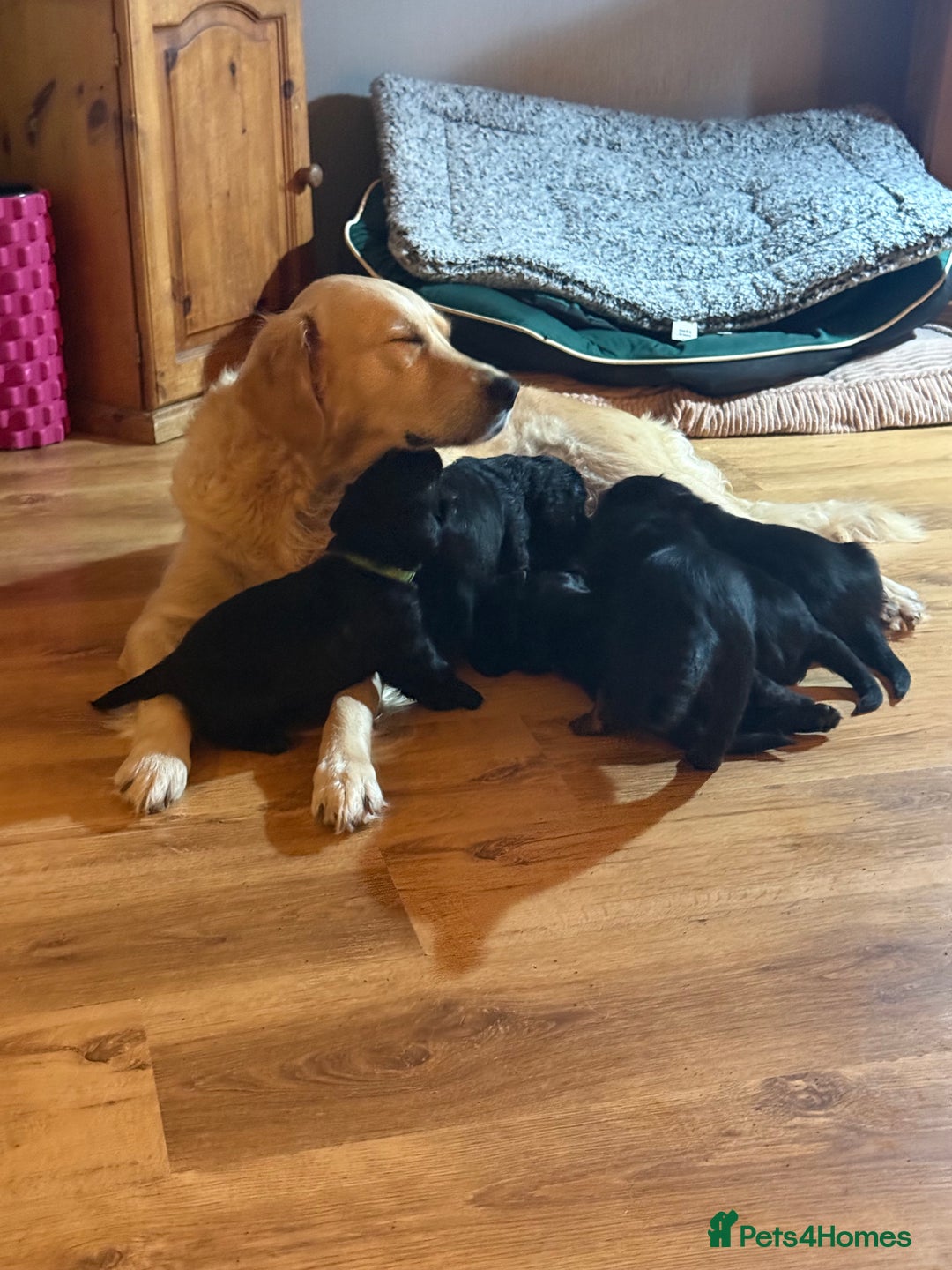 Mixed Breed dogs for sale: One off litter of Spangold Retrievers  - Image 4