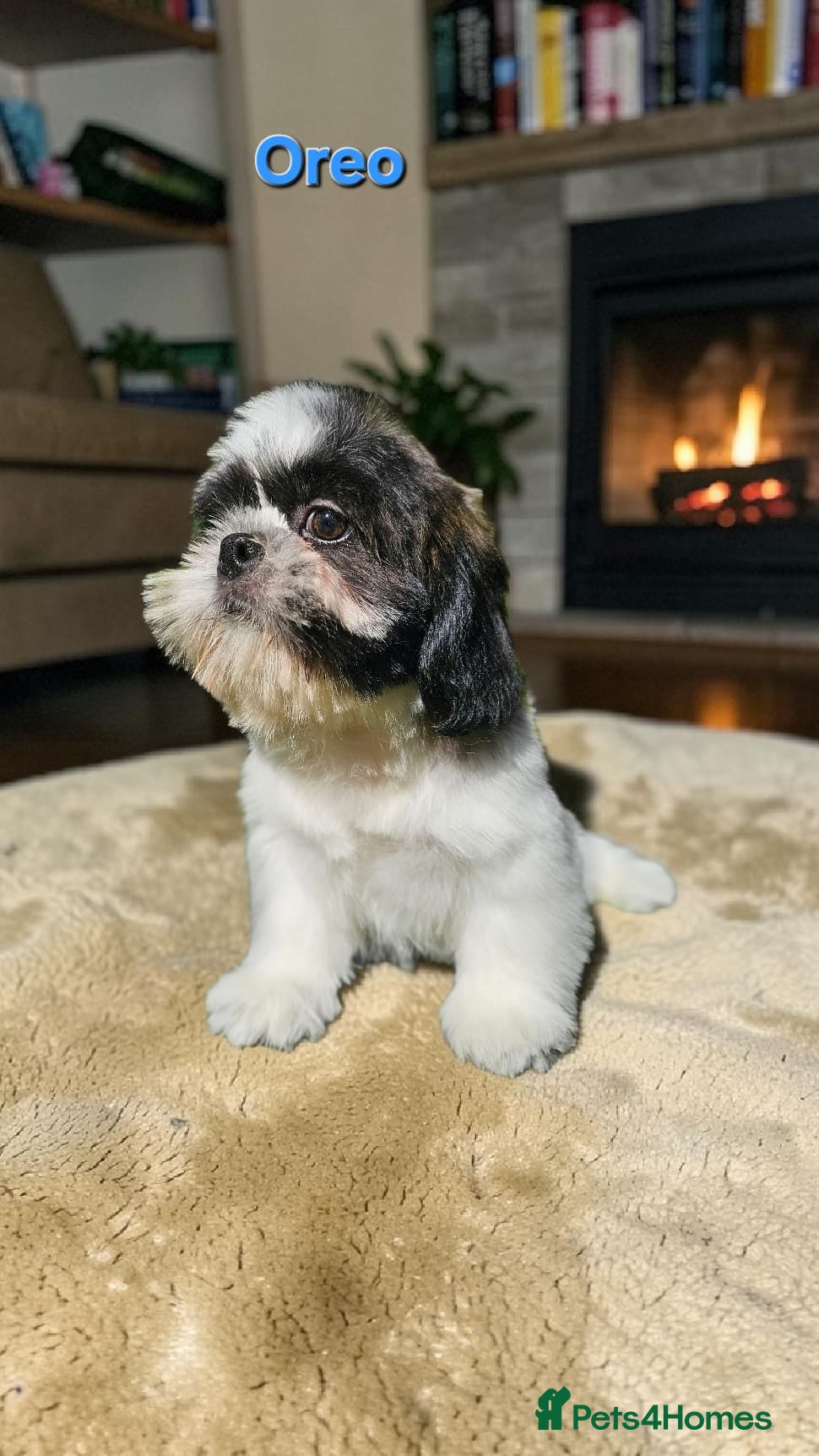 Shih Tzu dogs  💞 QUALITY STANDARD SHIH TZU 💕 - Advert 3